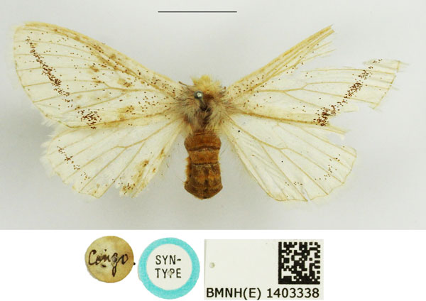 /filer/webapps/moths/media/images/C/costipuncta_Heteromorpha_STF_NHMUK.jpg
