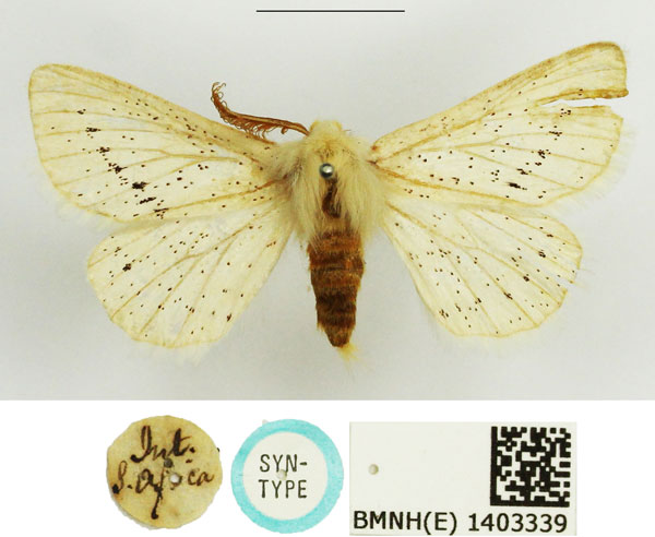/filer/webapps/moths/media/images/C/costipuncta_Heteromorpha_STM_NHMUK.jpg