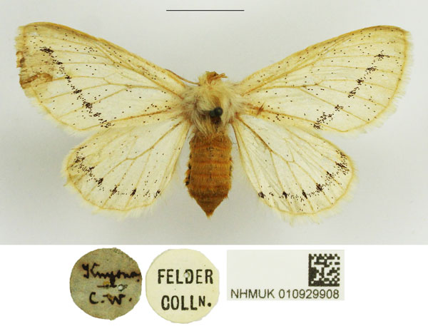 /filer/webapps/moths/media/images/C/costipuncta_Phiala_AF_NHMUK.jpg