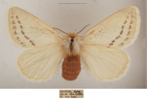 /filer/webapps/moths/media/images/C/costipuncta_Phiala_AF_TMSA_01.jpg