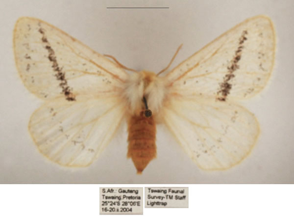 /filer/webapps/moths/media/images/C/costipuncta_Phiala_AF_TMSA_02.jpg