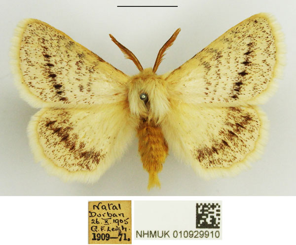 /filer/webapps/moths/media/images/C/costipuncta_Phiala_AM_NHMUK.jpg