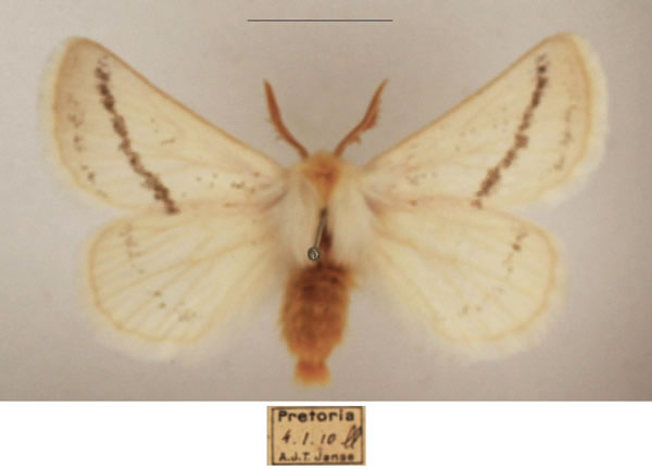 /filer/webapps/moths/media/images/C/costipuncta_Phiala_AM_TMSA_01.jpg