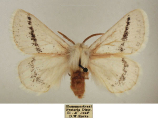 /filer/webapps/moths/media/images/C/costipuncta_Phiala_AM_TMSA_02.jpg