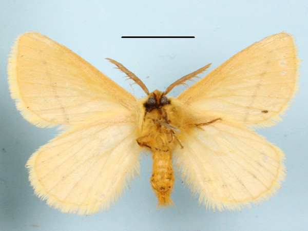 /filer/webapps/moths/media/images/C/costipuncta_Phiala_A_MGCLb_01.JPG