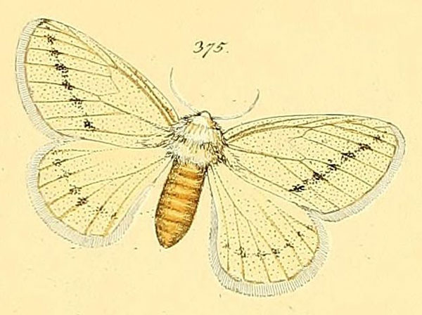 /filer/webapps/moths/media/images/C/costipuncta_Phiala_HT_HS_89_375.jpg