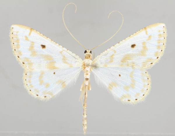 /filer/webapps/moths/media/images/C/costipunctata_Derambila_A_ZSM_01.jpg