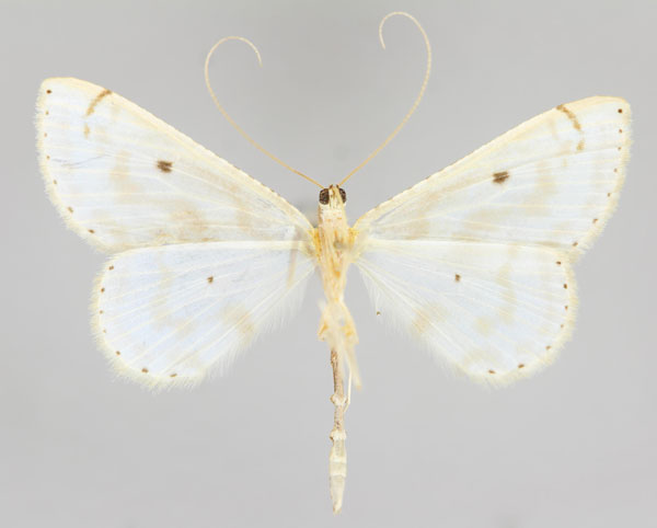 /filer/webapps/moths/media/images/C/costipunctata_Derambila_A_ZSM_02.jpg