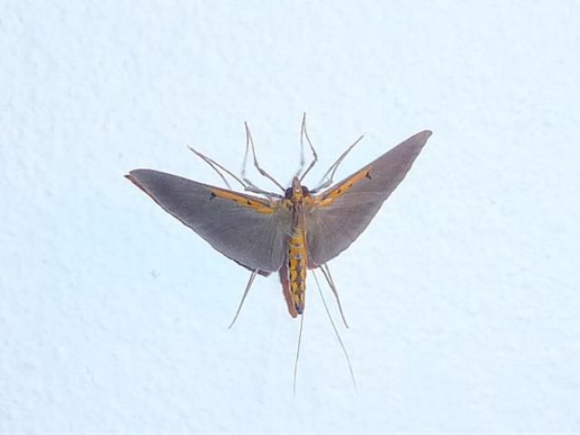 /filer/webapps/moths/media/images/C/costivitralis_Filodes_A_Guyonnet.jpg