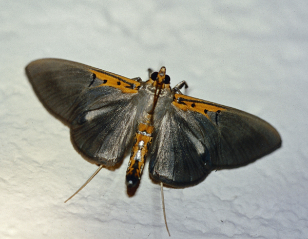 /filer/webapps/moths/media/images/C/costivitralis_Filodes_A_Roland_01.jpg