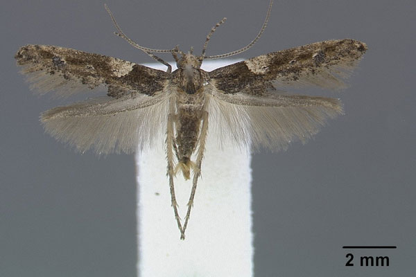 /filer/webapps/moths/media/images/C/costomaculata_Epermenia_HT_Gaedike.jpg
