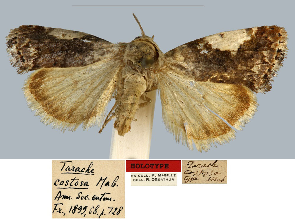 /filer/webapps/moths/media/images/C/costosa_Tarache_HT_MNHN.jpg