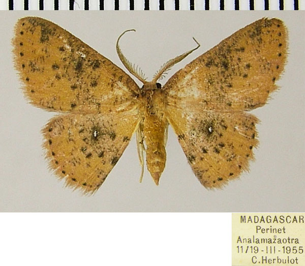 /filer/webapps/moths/media/images/C/cosymbia_Chrysocraspeda_AM_ZSMa.jpg