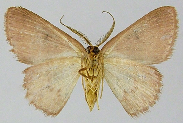 /filer/webapps/moths/media/images/C/cosymbia_Chrysocraspeda_AM_ZSMb.jpg