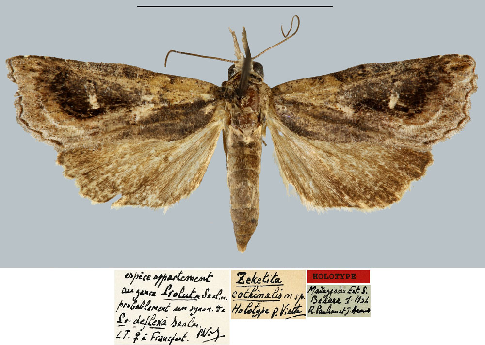 /filer/webapps/moths/media/images/C/cothinalis_Zekelita_HT_MNHN.jpg