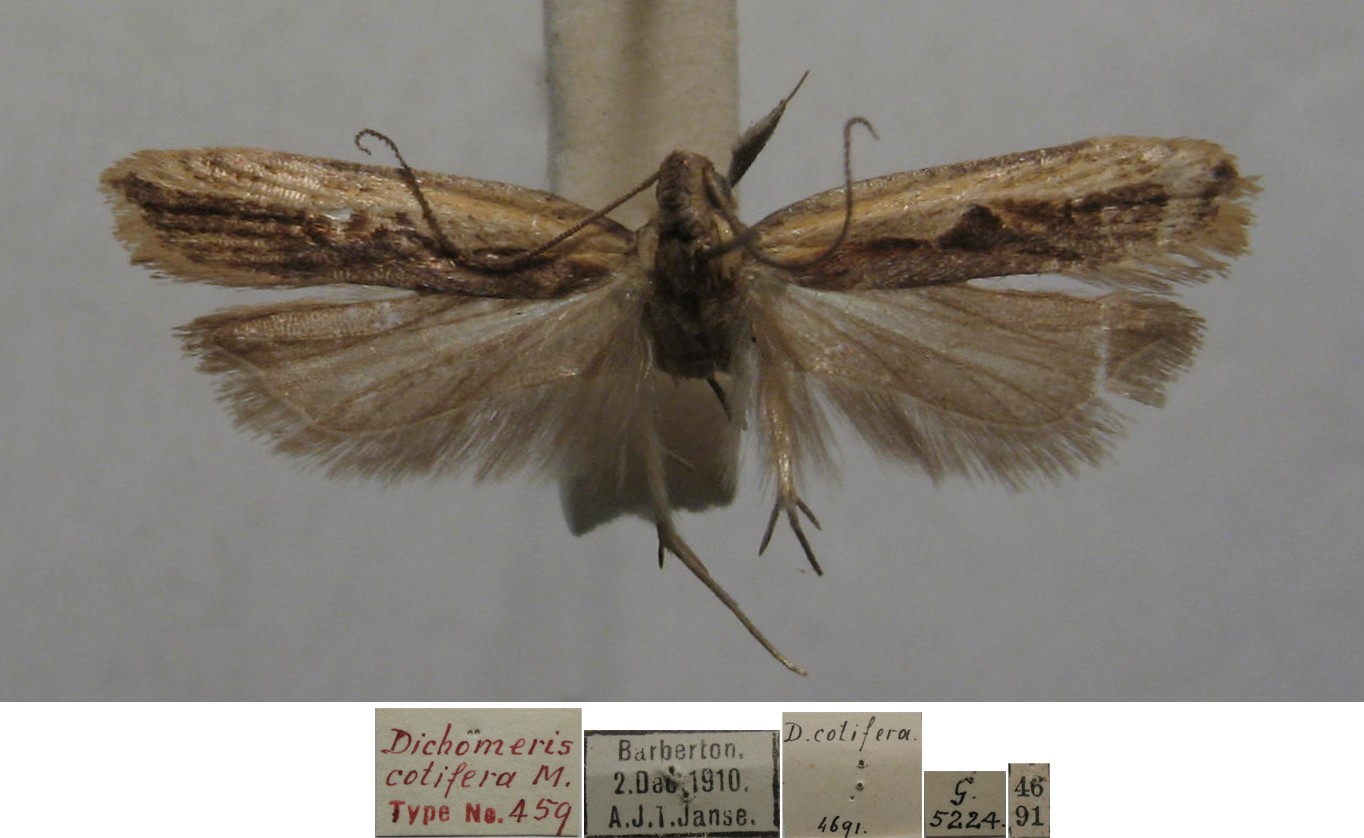 /filer/webapps/moths/media/images/C/cotifera_Dichomeris_HTM_TMSA.jpg