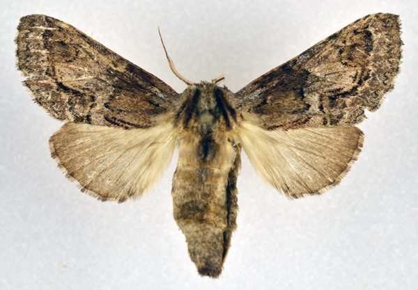 /filer/webapps/moths/media/images/C/cotytto_Ulinella_AF_NHMO.jpg