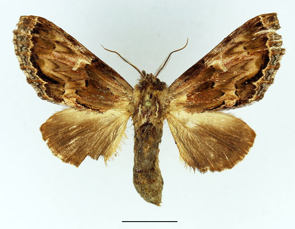/filer/webapps/moths/media/images/C/cotytto_Ulinella_AM_Basquin.jpg