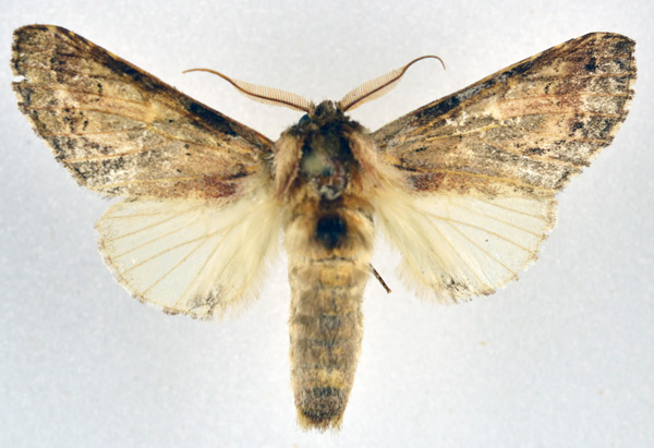 /filer/webapps/moths/media/images/C/cotytto_Ulinella_AM_NHMO.jpg
