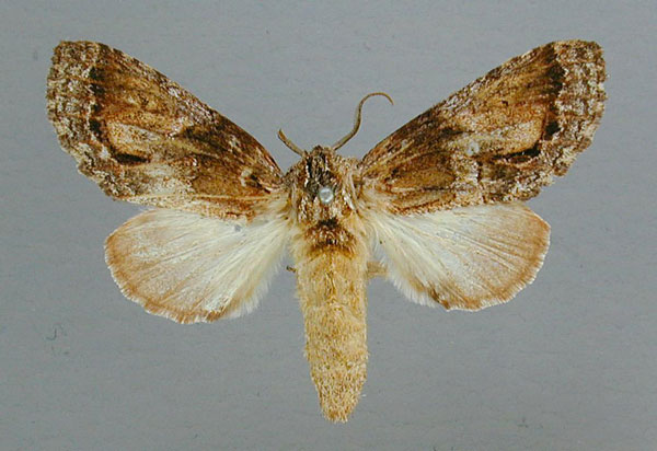 /filer/webapps/moths/media/images/C/cotytto_Ulinella_AT_RMCA.jpg