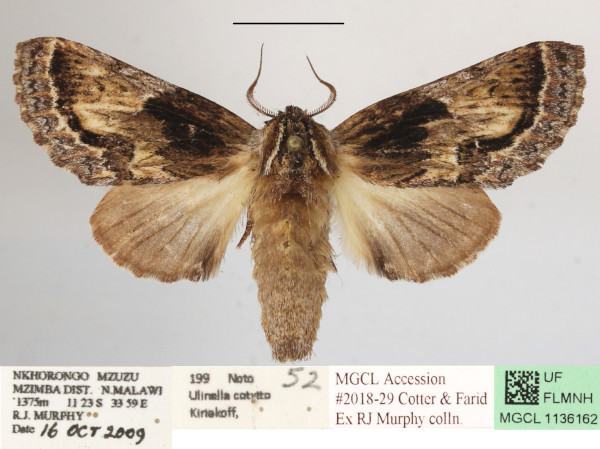 /filer/webapps/moths/media/images/C/cotytto_Ulinella_A_MGCLa_01.JPG