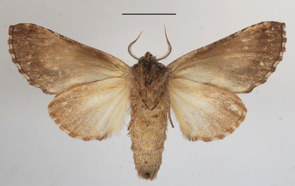 /filer/webapps/moths/media/images/C/cotytto_Ulinella_A_MGCLb_01.JPG