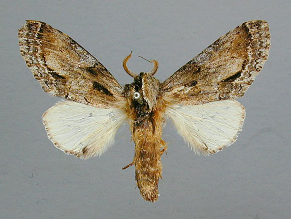 /filer/webapps/moths/media/images/C/cotytto_Ulinella_HT_RMCA.jpg