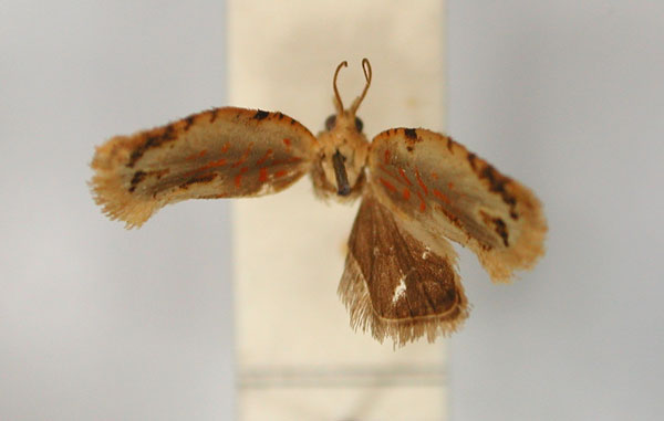 /filer/webapps/moths/media/images/C/couteauxi_Rutilograptis_HT_RMCA_01.jpg