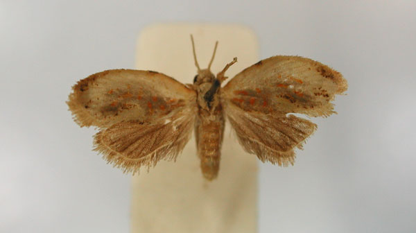 /filer/webapps/moths/media/images/C/couteauxi_Rutilograptis_PT_RMCA_01.jpg