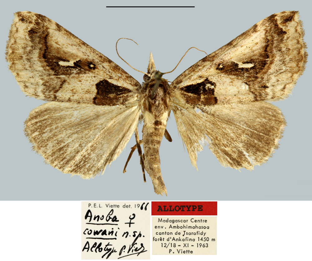 /filer/webapps/moths/media/images/C/cowani_Anoba_AT_MNHN.jpg