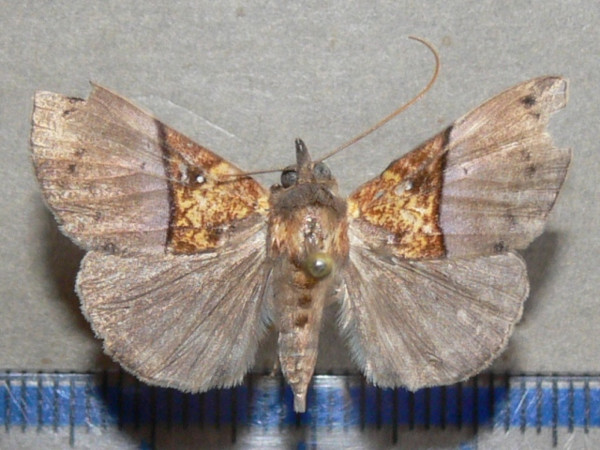 /filer/webapps/moths/media/images/C/cowani_Hypena_A_Goffa_01.jpg