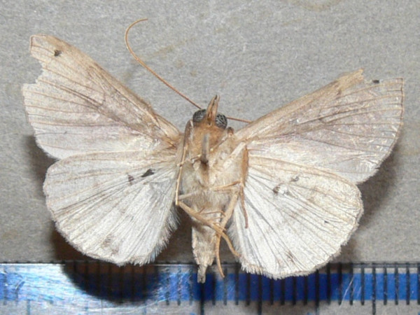 /filer/webapps/moths/media/images/C/cowani_Hypena_A_Goffb_01.jpg