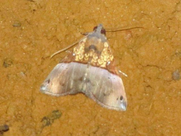 /filer/webapps/moths/media/images/C/cowani_Hypena_A_Stanton.jpg