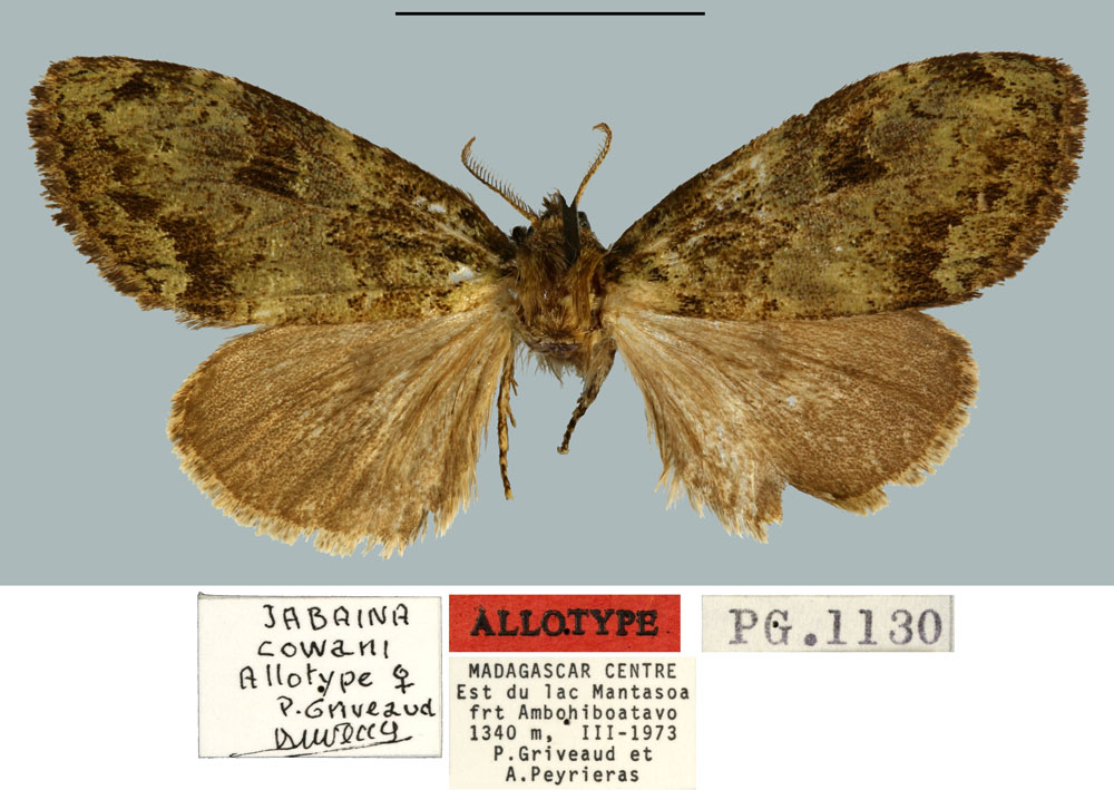 /filer/webapps/moths/media/images/C/cowani_Jabaina_AT_MNHN.jpg