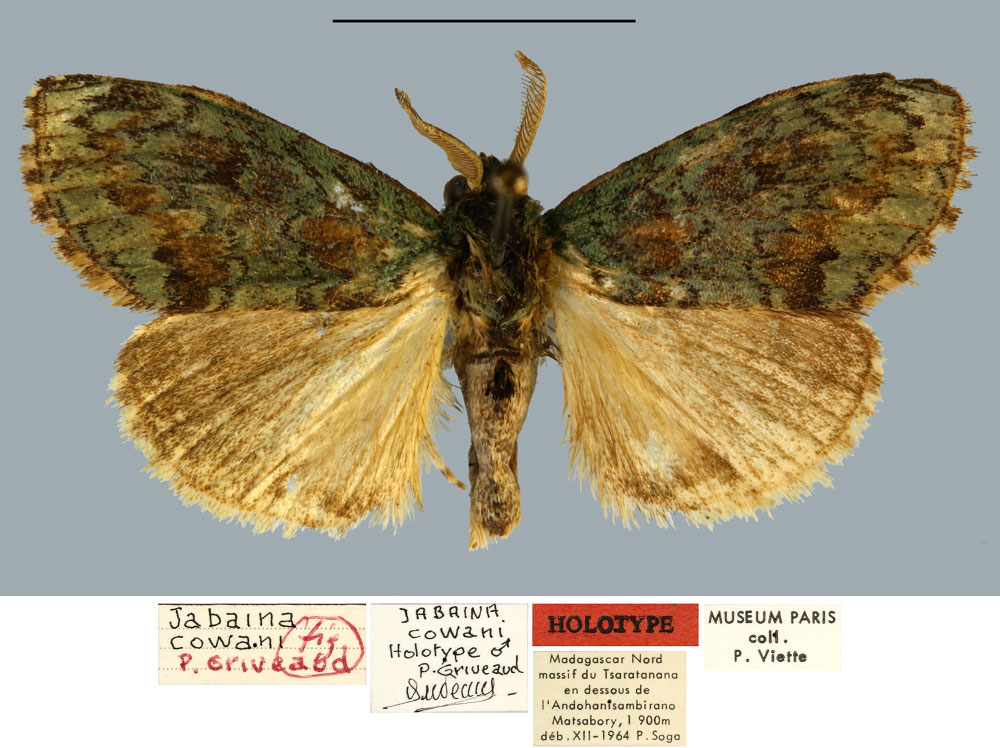 /filer/webapps/moths/media/images/C/cowani_Jabaina_HT_MNHN.jpg