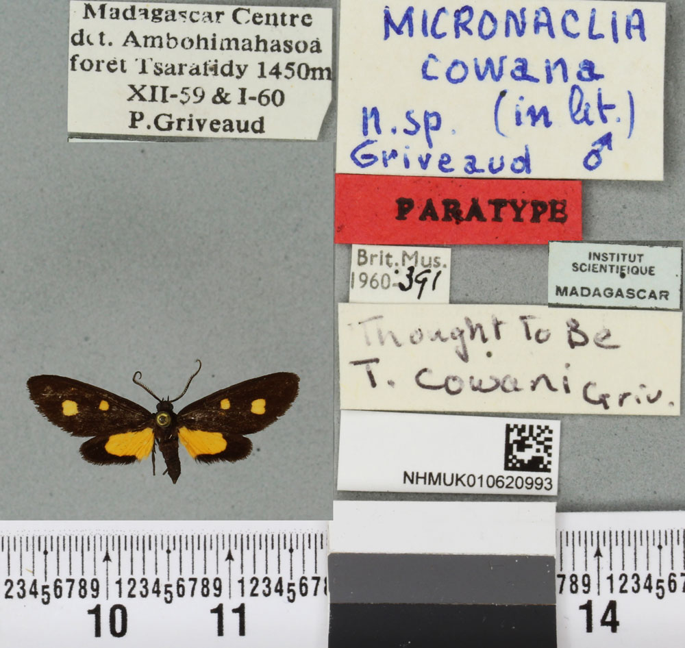 /filer/webapps/moths/media/images/C/cowani_Thyrosticta_PTM_BMNHa.jpg