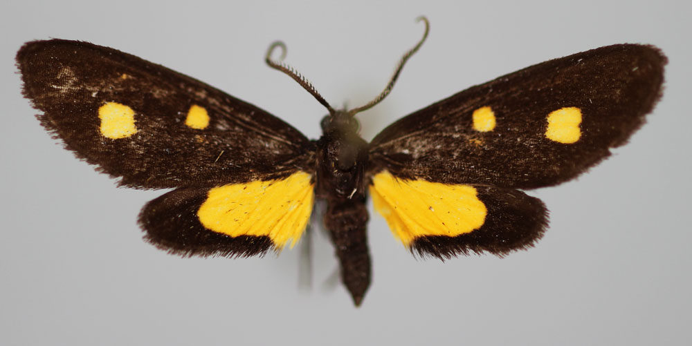 /filer/webapps/moths/media/images/C/cowani_Thyrosticta_PT_BMNH.jpg