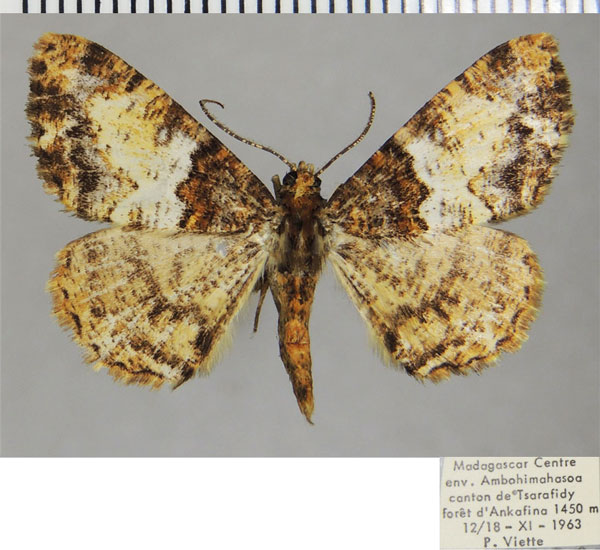 /filer/webapps/moths/media/images/C/cowani_Xylopteryx_AM_ZSMa.jpg