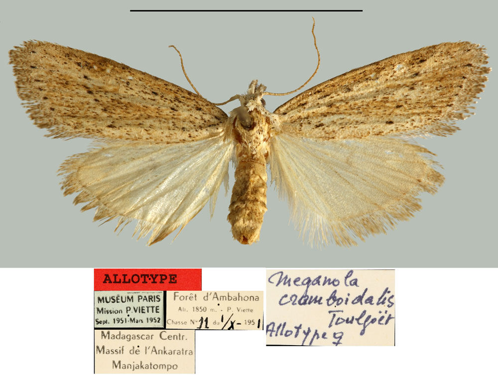 /filer/webapps/moths/media/images/C/cramboidalis_Meganola_AT_MNHN.jpg