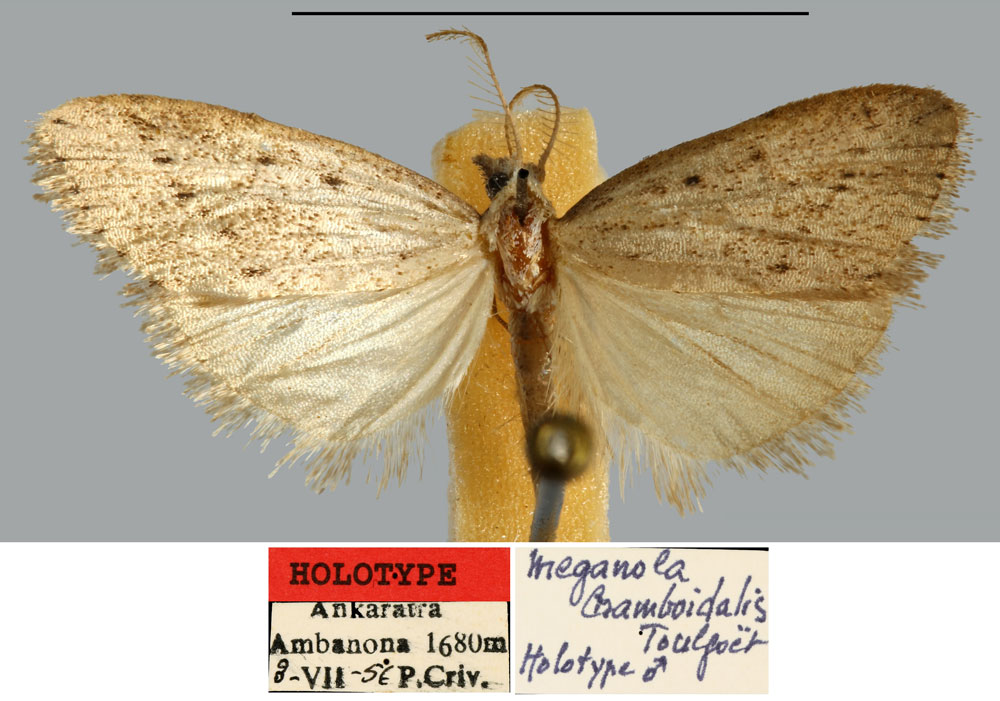 /filer/webapps/moths/media/images/C/cramboidalis_Meganola_HT_MNHN.jpg