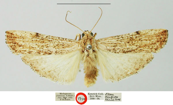 /filer/webapps/moths/media/images/C/cramboides_Eilema_HT_NHMUK.jpg