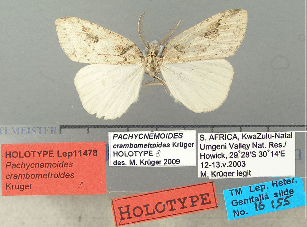 /filer/webapps/moths/media/images/C/crambometroides_Pachynemoides_HT_TMSA.jpg
