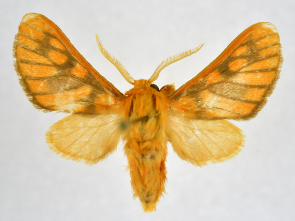 /filer/webapps/moths/media/images/C/crameri_Rhipidarctia_AM_NHMO.jpg