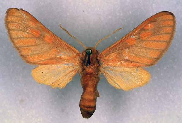 /filer/webapps/moths/media/images/C/crameri_Rhipidarctia_AT_ZSM_01.jpg