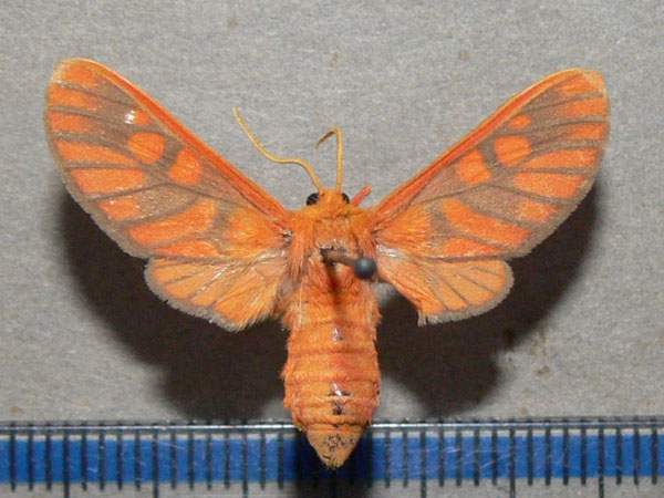 /filer/webapps/moths/media/images/C/crameri_Rhipidarctia_A_Goff.jpg