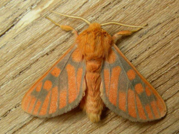 /filer/webapps/moths/media/images/C/crameri_Rhipidarctia_A_Goff_02.jpg