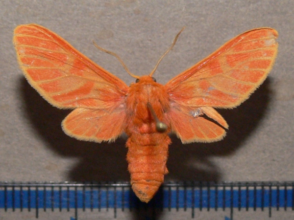 /filer/webapps/moths/media/images/C/crameri_Rhipidarctia_A_Goff_03.jpg
