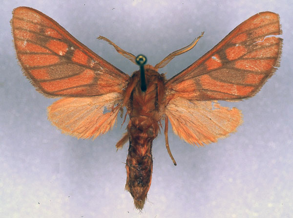 /filer/webapps/moths/media/images/C/crameri_Rhipidarctia_PT_ZSM_01.jpg