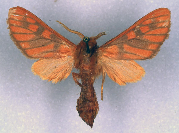 /filer/webapps/moths/media/images/C/crameri_Rhipidarctia_PT_ZSM_03.jpg