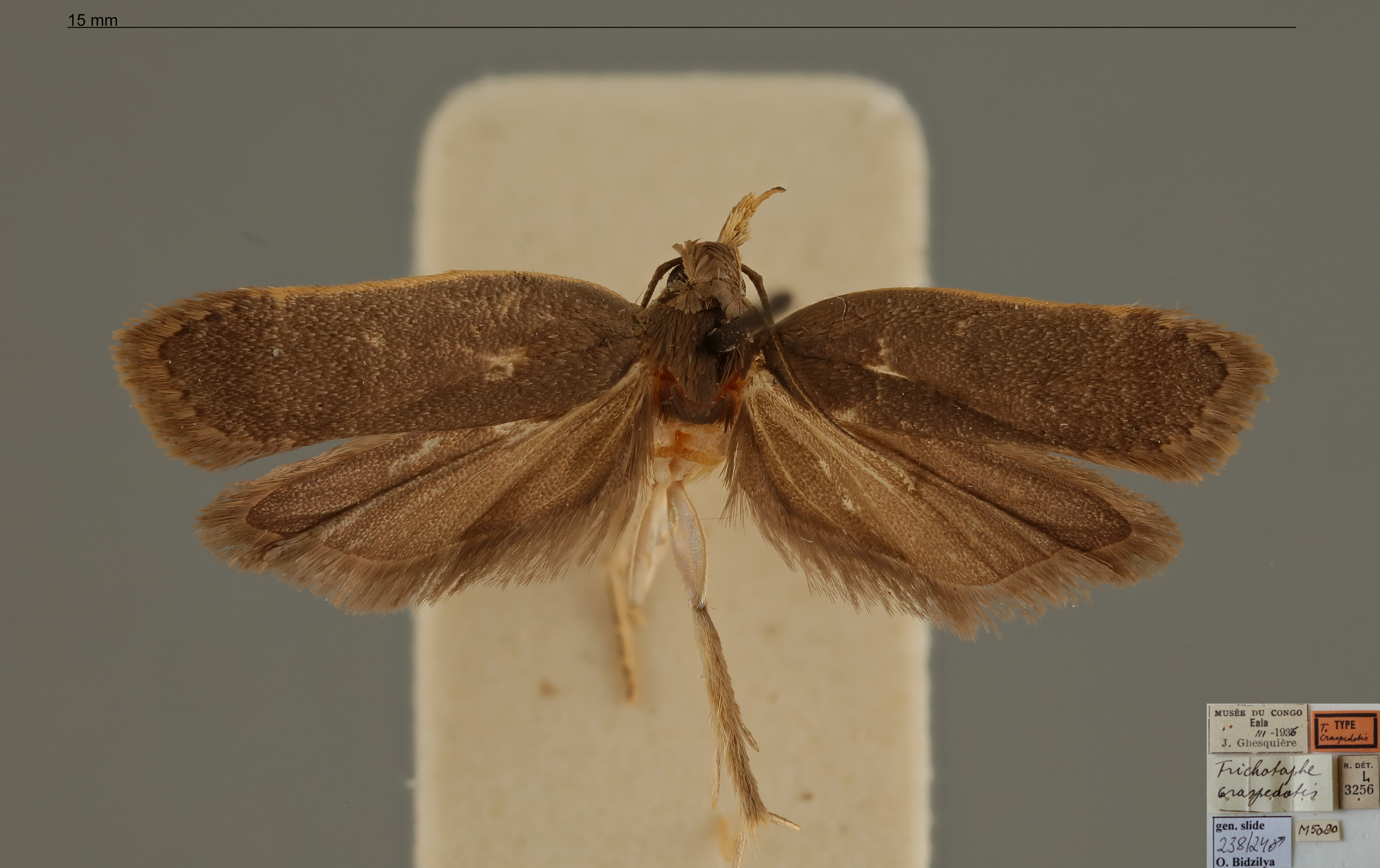 /filer/webapps/moths/media/images/C/craspedots_Trichotaphe_MHT_RMCA.jpg
